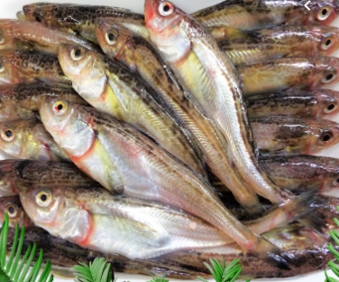 【11月オススメのお魚】ハタハタ（鰰）